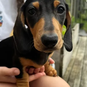 Mini Dachshund Boys from Luna’s Litter - Image 3