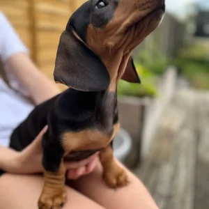 Mini Dachshund Boys from Luna’s Litter - Image 4