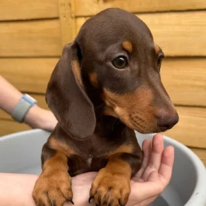 Mini Dachshund Boys from Luna’s Litter