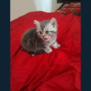 9 week bsh x tabby kitten