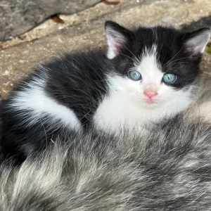 Persian X kittens - Image 2