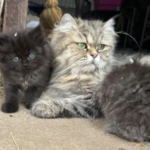 Persian X kittens - Image 3