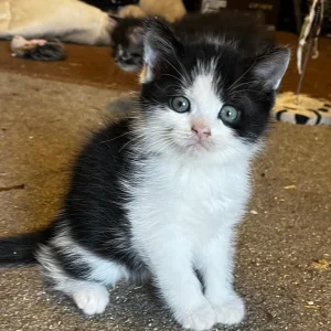 Persian X kittens - Image 4