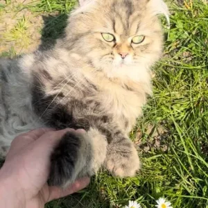 Persian X kittens - Image 5