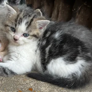 Persian X kittens