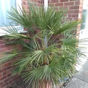 Large Palms in Pots - Image 2