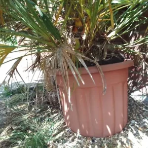 Large Palms in Pots - Image 3