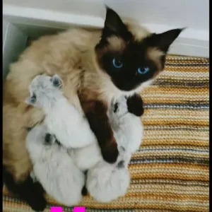 Ragdoll kittens READY NOW - Image 2