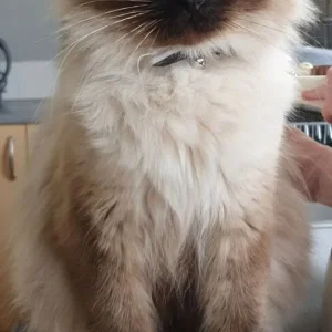 Ragdoll kittens READY NOW - Image 3