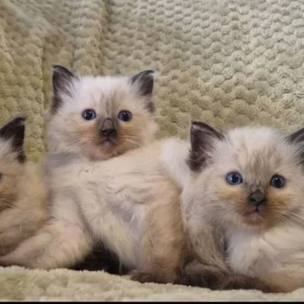 Ragdoll kittens READY NOW