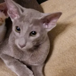 Lilac Oriental male kitten - Image 2