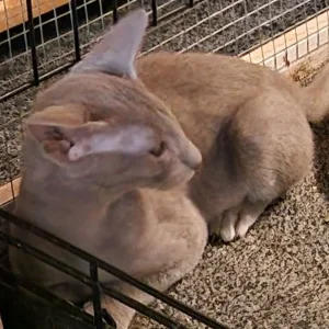 Lilac Oriental male kitten - Image 3