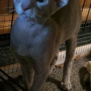 Lilac Oriental male kitten - Image 4