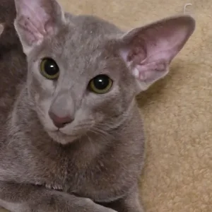 Lilac Oriental male kitten - Image 5