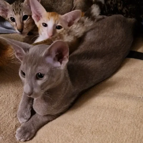 Lilac Oriental male kitten