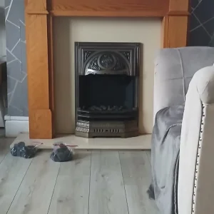 Fire and Surround