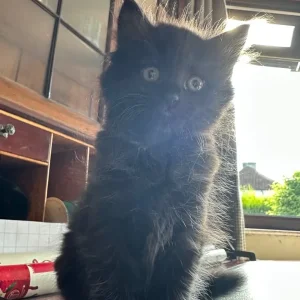 Grey smoky tabby and black kitten, one boy left - Image 2