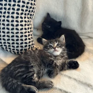 Grey smoky tabby and black kitten, one boy left - Image 3