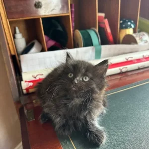 Grey smoky tabby and black kitten, one boy left - Image 4