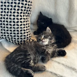 Grey smoky tabby and black kitten, one boy left - Image 5