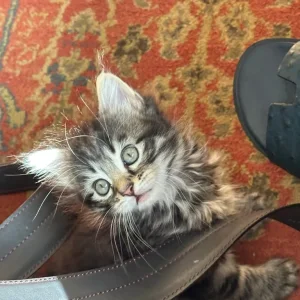 Grey smoky tabby and black kitten, one boy left