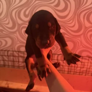 Doberman puppies ready September - Image 3