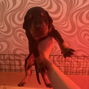 Doberman puppies ready September - Image 4