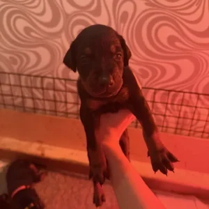 Doberman puppies ready September - Image 5