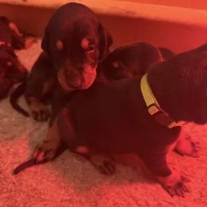 Doberman puppies ready September - Image 6