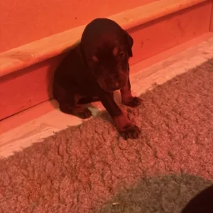 Doberman puppies ready September - Image 7
