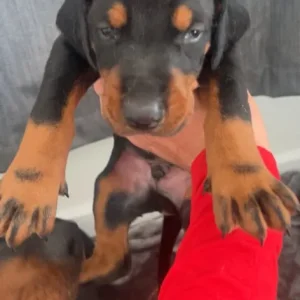 Doberman puppies ready September - Image 8