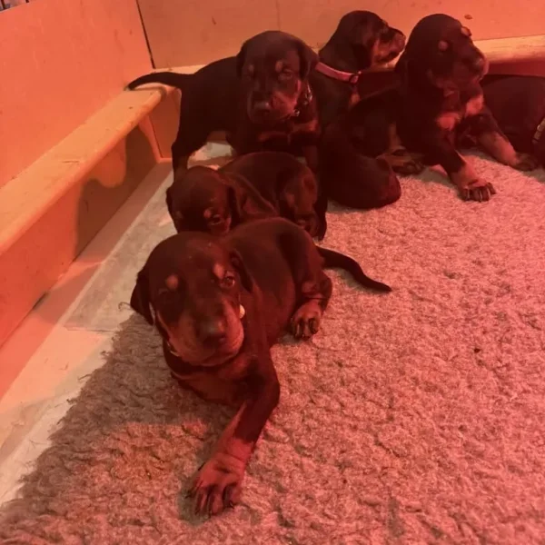 Doberman puppies ready September