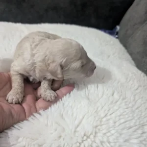 Miniature poodle puppies - Image 2