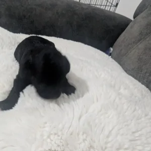 Miniature poodle puppies - Image 3