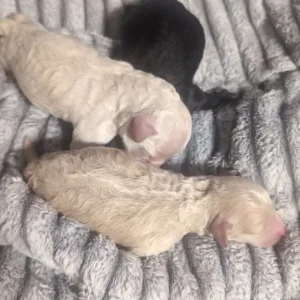 Miniature poodle puppies - Image 4