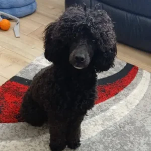 Miniature poodle puppies - Image 5