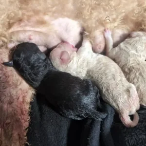 Miniature poodle puppies - Image 6