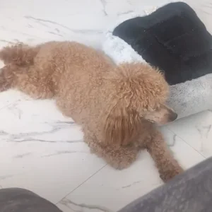 Miniature poodle puppies - Image 7