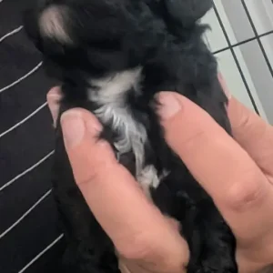 Miniature poodle puppies - Image 8