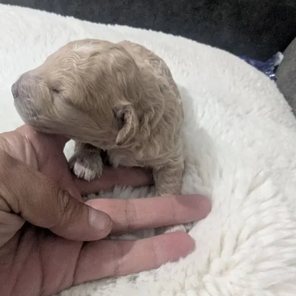 Miniature poodle puppies