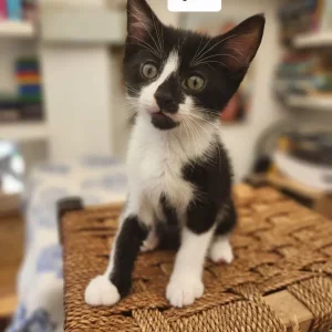 10 Cute Kittens - Image 2