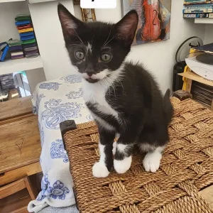 10 Cute Kittens - Image 3