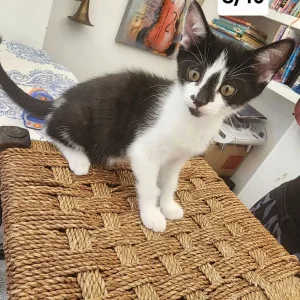 10 Cute Kittens - Image 4