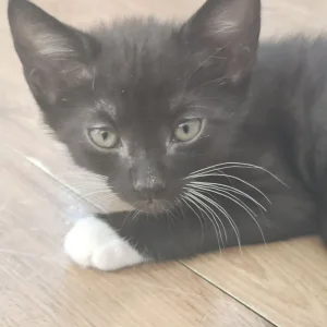 10 Cute Kittens - Image 6