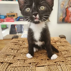 10 Cute Kittens