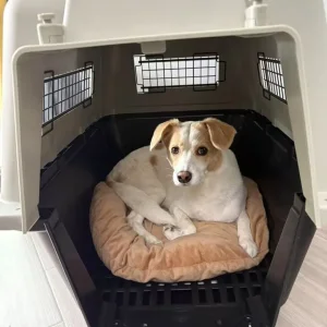 Dog crate meets airline requirements - Image 4