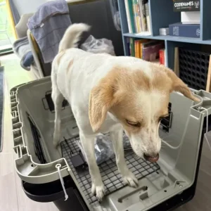 Dog crate meets airline requirements - Image 5