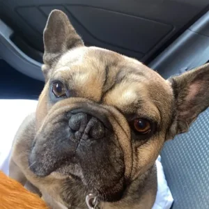 French bulldog - Image 2