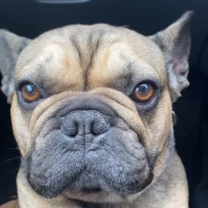 French bulldog - Image 3
