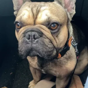 French bulldog - Image 4
